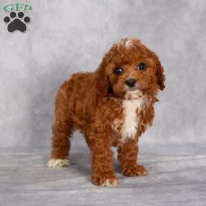 Tucker F1B, Cavapoo Puppy